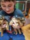 Yorkshire Terrier Puppies for sale in Monroeville, NJ 08343, USA. price: NA