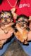 Yorkshire Terrier Puppies for sale in Benton, KY 42025, USA. price: NA