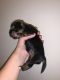 Yorkshire Terrier Puppies for sale in Glen Burnie, MD, USA. price: $800