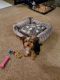Yorkshire Terrier Puppies for sale in Richmond, VA, USA. price: $1,500