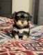 Yorkshire Terrier Puppies for sale in Westminster, CA, USA. price: $2,000