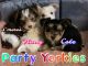 Yorkshire Terrier Puppies for sale in Hobart, IN, USA. price: $2,000