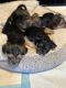 Yorkshire Terrier Puppies for sale in Oklahoma City, OK 73111, USA. price: $15,001,800