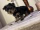 Yorkshire Terrier Puppies for sale in Hacienda Heights, CA 91745, USA. price: $2,200