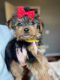 Yorkshire Terrier Puppies for sale in Cartersville, GA, USA. price: NA