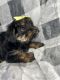 Yorkshire Terrier Puppies for sale in The Colony, TX, USA. price: $1,300