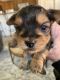 Yorkshire Terrier Puppies for sale in Redlands, CA, USA. price: $1,900