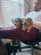 Yorkshire Terrier Puppies for sale in Charleston, SC, USA. price: $1,200