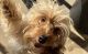Yorkshire Terrier Puppies for sale in Bossier City, LA, USA. price: $800