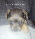 Yorkshire Terrier Puppies for sale in Willowbrook, KS 67501, USA. price: $600