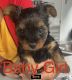 Yorkshire Terrier Puppies for sale in Hialeah, FL, USA. price: NA