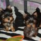 Yorkshire Terrier Puppies for sale in Dallas, TX, USA. price: $1,200