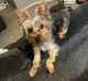 Yorkshire Terrier Puppies for sale in Lincoln, NE 68512, USA. price: $1,000