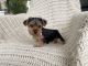 Yorkshire Terrier Puppies for sale in Whittier, CA, USA. price: NA