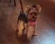 Yorkshire Terrier Puppies for sale in Madison, VA 22727, USA. price: NA