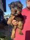 Yorkshire Terrier Puppies for sale in Port Richey, FL, USA. price: $1,200
