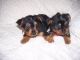 Yorkshire Terrier Puppies for sale in Campbellsville, KY 42718, USA. price: $600