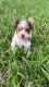 Yorkshire Terrier Puppies for sale in North Lauderdale, FL, USA. price: NA