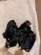 Yorkshire Terrier Puppies for sale in Elizabeth, NJ, USA. price: $2,500