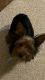 Yorkshire Terrier Puppies for sale in Milwaukee, WI, USA. price: $800
