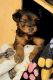 Yorkshire Terrier Puppies for sale in Prosperity, SC 29127, USA. price: NA