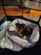 Yorkshire Terrier Puppies for sale in Bloomfield, CT, USA. price: $1,000