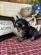 Yorkshire Terrier Puppies for sale in Cattaraugus, NY 14719, USA. price: $1,625