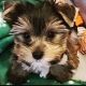 Yorkshire Terrier Puppies for sale in Phoenix, AZ, USA. price: $1,800