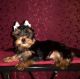 Yorkshire Terrier Puppies for sale in Santa Barbara, CA 93103, USA. price: $1,000