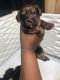 Yorkshire Terrier Puppies for sale in Sumter, SC, USA. price: $2,000