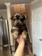 Yorkshire Terrier Puppies for sale in 78254 W Loop 1604 N, San Antonio, TX 78254, USA. price: NA