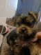 Yorkshire Terrier Puppies for sale in Hendersonville, NC, USA. price: $1,000