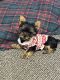Yorkshire Terrier Puppies for sale in Hudson, WI 54016, USA. price: NA