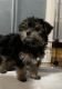 Yorkshire Terrier Puppies for sale in Montebello, CA 90640, USA. price: NA