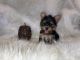 Yorkshire Terrier Puppies for sale in Hayward, CA, USA. price: NA