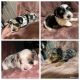 Yorkshire Terrier Puppies for sale in Huntington Park, CA 90255, USA. price: $950