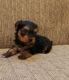 Yorkshire Terrier Puppies for sale in Missouri City, TX, USA. price: $850