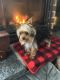 Yorkshire Terrier Puppies for sale in Palmer, AK 99645, USA. price: $2,500