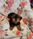 Yorkshire Terrier Puppies for sale in San Antonio, TX, USA. price: $950