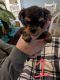 Yorkshire Terrier Puppies for sale in Dickson City, PA, USA. price: NA