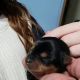 Yorkshire Terrier Puppies for sale in Altoona, PA, USA. price: NA