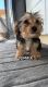 Yorkshire Terrier Puppies for sale in San Diego, CA 92102, USA. price: $2,000