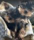 Yorkshire Terrier Puppies for sale in San Diego, CA, USA. price: $1,200