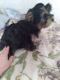 Yorkshire Terrier Puppies for sale in Colton, NY 13625, USA. price: NA