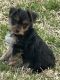 Yorkshire Terrier Puppies for sale in San Tan Valley, AZ, USA. price: $1,500