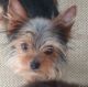 Yorkshire Terrier Puppies for sale in Louisville, KY, USA. price: $850