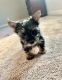 Yorkshire Terrier Puppies for sale in Corona, CA, USA. price: NA