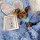 Yorkshire Terrier Puppies for sale in Hesperia, CA 92345, USA. price: NA