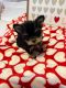 Yorkshire Terrier Puppies for sale in Usaa Blvd, San Antonio, TX, USA. price: NA