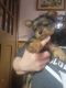 Yorkshire Terrier Puppies for sale in Canton, OH, USA. price: $1,200